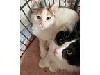 Noah, Domestic Mediumhair For Adoption In Novato, California