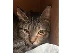 Squeeker, Domestic Shorthair For Adoption In Sioux City, Iowa