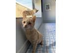 Erik, Domestic Shorthair For Adoption In Roanoke, Virginia