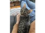 Haribo And Trolli, Domestic Shorthair For Adoption In Brooklyn, New York