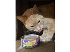 Mcchicken, Domestic Shorthair For Adoption In Roanoke, Virginia