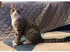 Bagel, Domestic Shorthair For Adoption In Brooklyn, New York