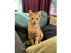 Den & Pantry, Domestic Shorthair For Adoption In Brooklyn, New York