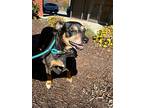 Ginger, Rat Terrier For Adoption In Roanoke, Virginia