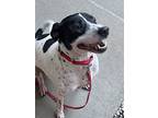 Kenai, Labrador Retriever For Adoption In Sioux City, Iowa