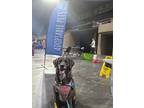 Matista, Labrador Retriever For Adoption In Roanoke, Virginia