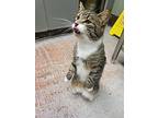Mr. Bear, Domestic Shorthair For Adoption In Prince George, British Columbia