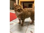 Breezy, Domestic Shorthair For Adoption In Cortland, New York