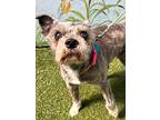 Sylvia, Terrier (unknown Type, Small) For Adoption In Ft. Lauderdale, Florida