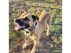 Harold, American Pit Bull Terrier For Adoption In Springdale, Arkansas