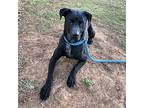 Dustin, Labrador Retriever For Adoption In Springdale, Arkansas