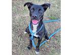 Vayda, Labrador Retriever For Adoption In Springdale, Arkansas