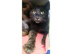 Violet, Domestic Shorthair For Adoption In Cornwall, Ontario