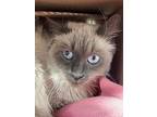 Orco, Siamese For Adoption In Cornwall, Ontario