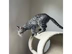 John Henry & Wendi, Tabby For Adoption In Lombard, Illinois