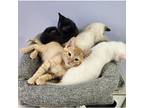 Sol, Domestic Shorthair For Adoption In Kalamazoo, Michigan