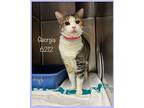 Georgia, Domestic Shorthair For Adoption In Holly Springs, Georgia