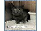 Truesdale, Domestic Shorthair For Adoption In Holly Springs, Georgia