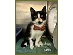 Mugsy, Domestic Shorthair For Adoption In Holly Springs, Georgia