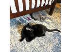 Kailani, Domestic Shorthair For Adoption In Union Grove, Wisconsin