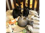 Kale, Domestic Shorthair For Adoption In Union Grove, Wisconsin