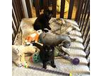 Kona, Domestic Shorthair For Adoption In Union Grove, Wisconsin