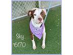 Sky ( See Also Stella), American Staffordshire Terrier For Adoption In Holly