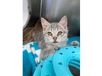 Saigon, Domestic Shorthair For Adoption In Grants Pass, Oregon