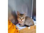 Cassia, Domestic Shorthair For Adoption In Grants Pass, Oregon