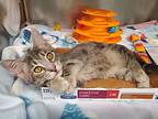 Ceylon, Domestic Shorthair For Adoption In Grants Pass, Oregon