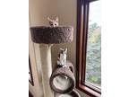 Dean, Domestic Shorthair For Adoption In Salt Lake City, Utah
