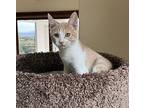 Jan, Domestic Shorthair For Adoption In Salt Lake City, Utah