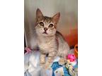 Korintje, Domestic Shorthair For Adoption In Grants Pass, Oregon