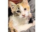 Corsola, Domestic Shorthair For Adoption In Grants Pass, Oregon