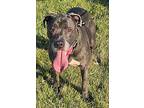 Chewy, American Pit Bull Terrier For Adoption In Defiance, Ohio
