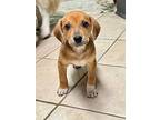 Snickerdoodle, Labrador Retriever For Adoption In Amherst, New York