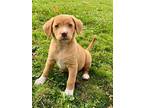 Gingersnap, Labrador Retriever For Adoption In Amherst, New York