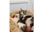 Zoey (bonded To Jack), Domestic Shorthair For Adoption In Long Beach, California
