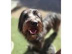 Gus, Dachshund For Adoption In Phoenix, Arizona
