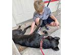Bob, Labrador Retriever For Adoption In Bothell, Washington