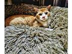 Peewee, Domestic Shorthair For Adoption In Phoenix, Arizona