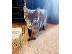 Little Misha, Russian Blue For Adoption In Phoenix, Arizona