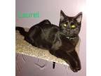 Laurel, Domestic Shorthair For Adoption In Glendale, Arizona