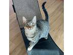Rowan, Domestic Shorthair For Adoption In Cambria, California