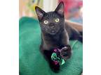 Finch, Domestic Shorthair For Adoption In Cambria, California