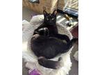 Manistee, Domestic Shorthair For Adoption In Ferndale, Michigan