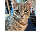 Martini, Domestic Shorthair For Adoption In Toronto, Ontario