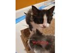 Wollyhop, Domestic Mediumhair For Adoption In Ferndale, Michigan