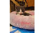 Olimar, Domestic Shorthair For Adoption In Ferndale, Michigan