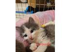 Bulborg, Domestic Mediumhair For Adoption In Ferndale, Michigan